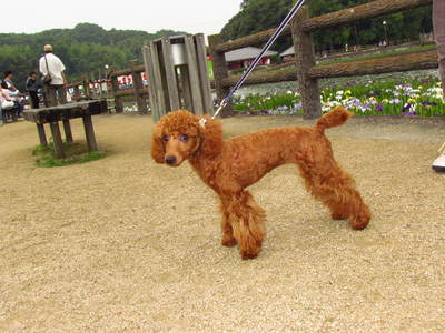 出会ったワンコ　　きかく公園　　　うどん県さぬき市長尾地区
