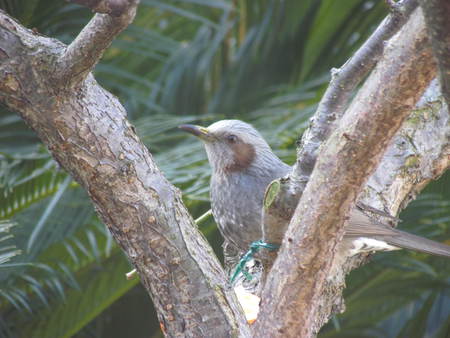 朝  野鳥がやってくる                    自宅