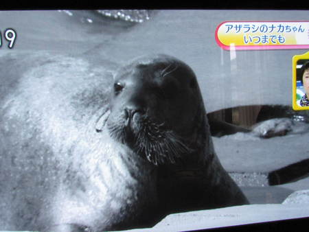 アザラシの なかちゃん  徳島              NHKあさいち