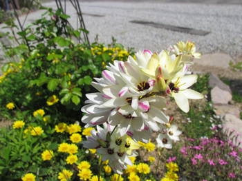 散歩コースの花・・はな　・・