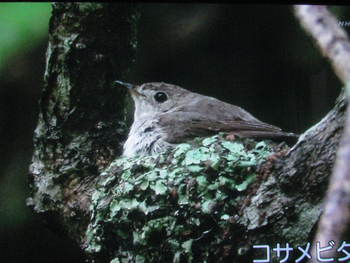 小鳥　NHKTV　　からの写真