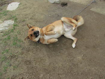 コロコロ転がる犬　　
