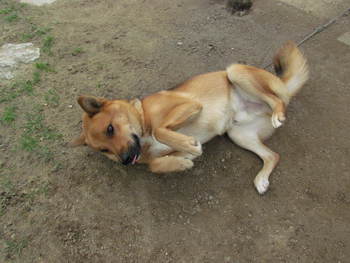 コロコロ転がる犬　　