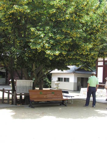 菩提樹が開花す・・８５番霊場八栗寺にて