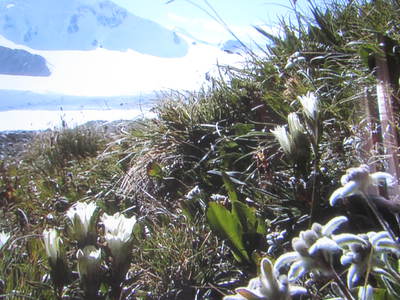 高山植物　　蒙古の山岳地帯　　　NHKTVによる