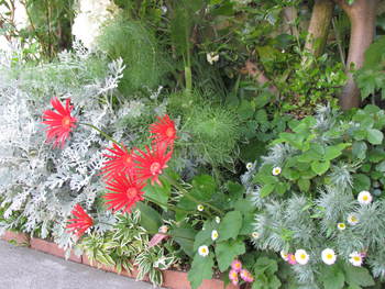 新しい散歩コースの花　