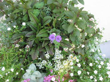 新しい散歩コースの花　