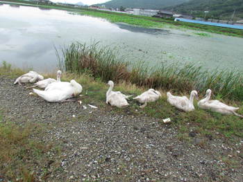 雨の日は白鳥はどうしているのかなー