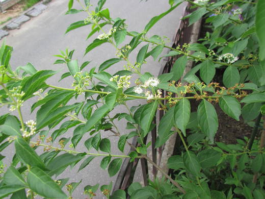 むらさきしきぶの花が咲いて　　　自宅庭にて