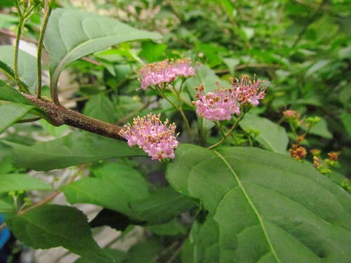 むらさきしきぶの花が咲いて　　　自宅庭にて