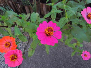 夏の花　カンナ　ハーブ　百日草　ベゴニア　