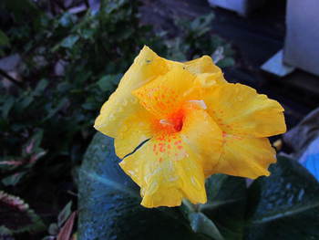 夏の花　カンナ　ハーブ　百日草　ベゴニア　