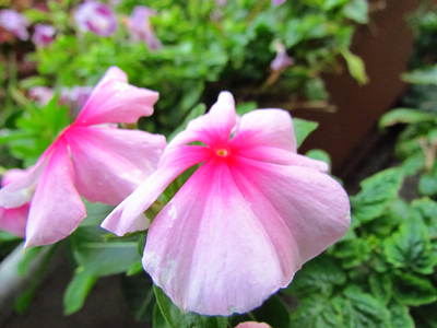 今も咲いて入る夏の花