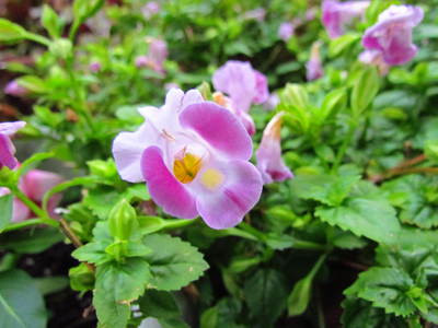 今も咲いて入る夏の花