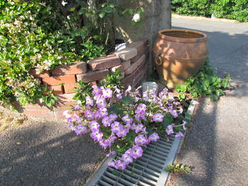 元　花壇の花　　