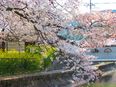 サクラと菜の花と疎水　　　　　　　京都山科にて
