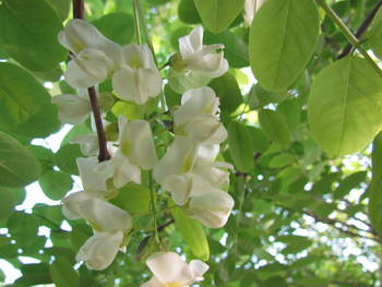 散歩コースの花・・はな　・・