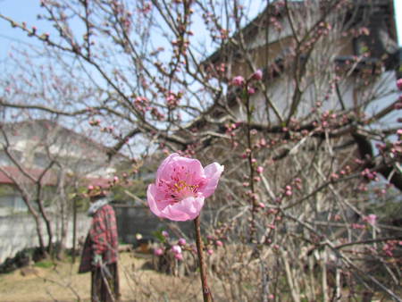 花桃の木　なぜか　一輪咲いて　　　ご近所の庭