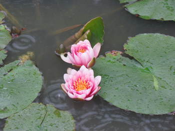 すいれん　の花　　　公渕公園にて