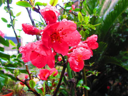 ボケの花が咲いて　　　　　　　　　　自宅の庭