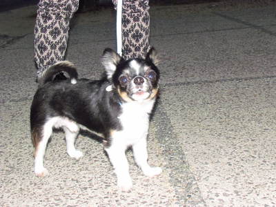 であった犬　小型犬