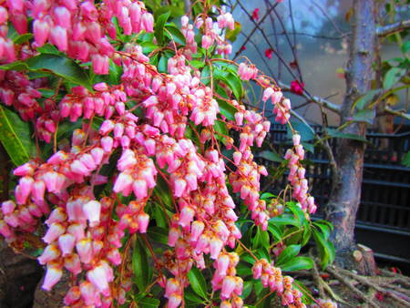 こでまり　　あせび　　　　　　花屋さんの花