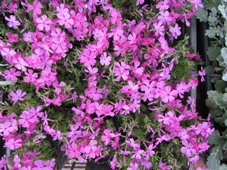 季節を先取りした花　　　　　　　　　花屋さんの花