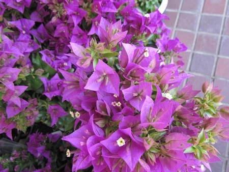 季節を先取りした花　　　　　　　　　花屋さんの花