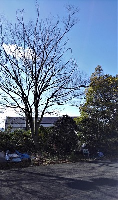 冬の季節