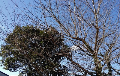 冬の季節