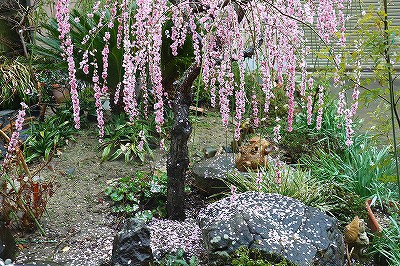 星空 散り急ぐ しだれ梅の花むしろ 自宅庭