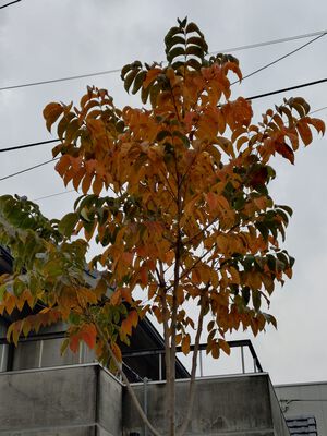 漆の木の紅葉！