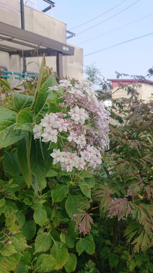 讃岐漆芸美術館の秋2
