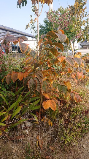 讃岐漆芸美術館の秋5