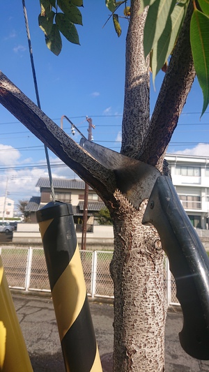 美術館農園通信 2023年11月その3