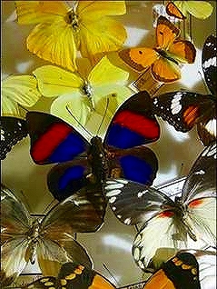 阿名 有　第24回写真展『花の写真と蝶の標本　コラボ展』in花葉逢ｷﾞｬﾗﾘｰ