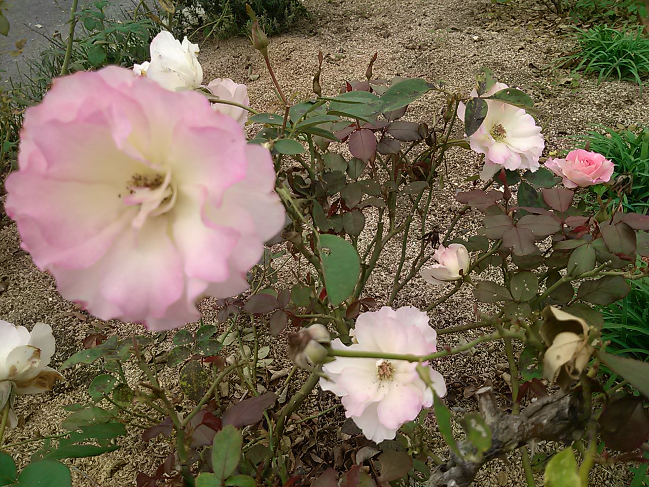 仏生山公園内の花壇