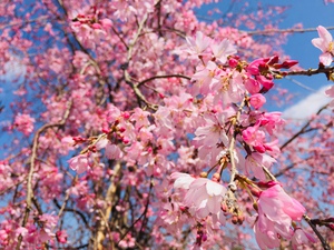 紅枝垂れ桜がほぼ満開に！