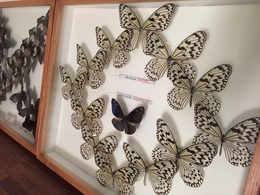 『沖縄の蝶の標本と夏の風景写真 コラボ展』
