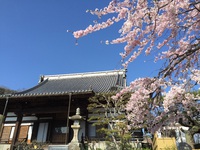 春爛漫！法然寺〜仏生山公園の桜満開に！！