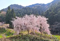 多和から行ってきました　～桜満開の徳島県　焼山寺～