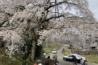 多和から行って来ました　〜堀池の枝垂れ桜〜と…