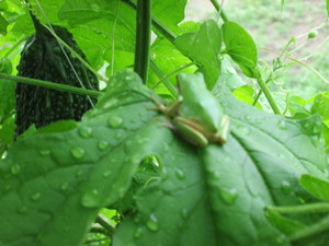 雨蛙