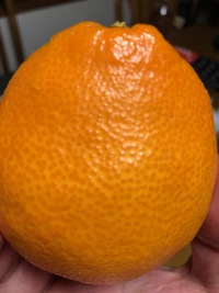これは美味しい！