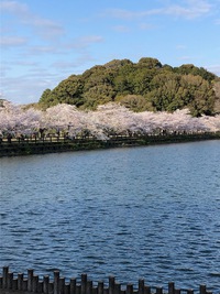 花見で散歩