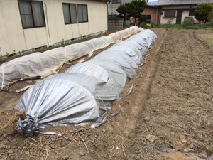 もみ蒔き