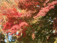 紅葉狩りに行ってきました
