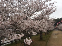 亀鶴公園に