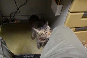 サヨリちゃんのおねだり
