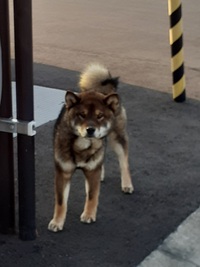 犬をお探しの方がおられたら・・・